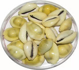 Kaudi shells Set For Raasi Cowdi/Kauri/Kowri Puja